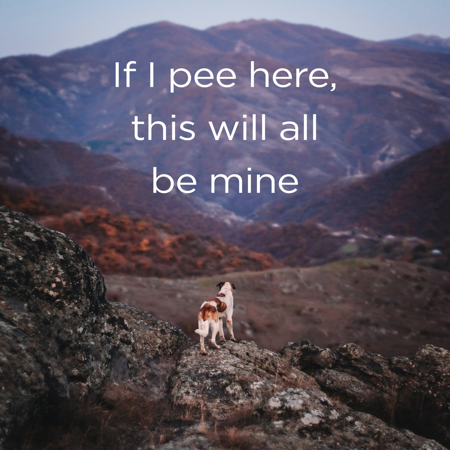 If I pee here digital download