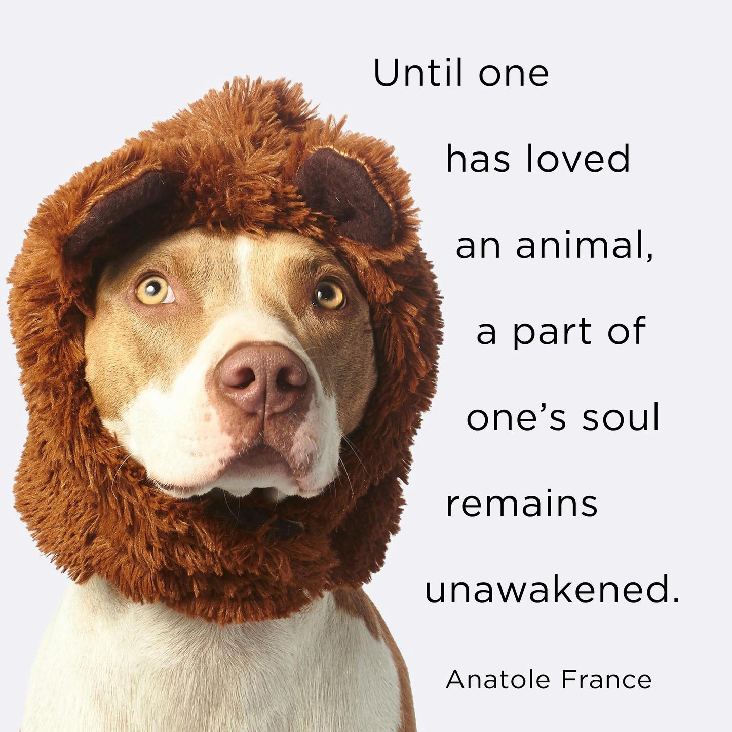 Until One Has Loved an Animal - digital download