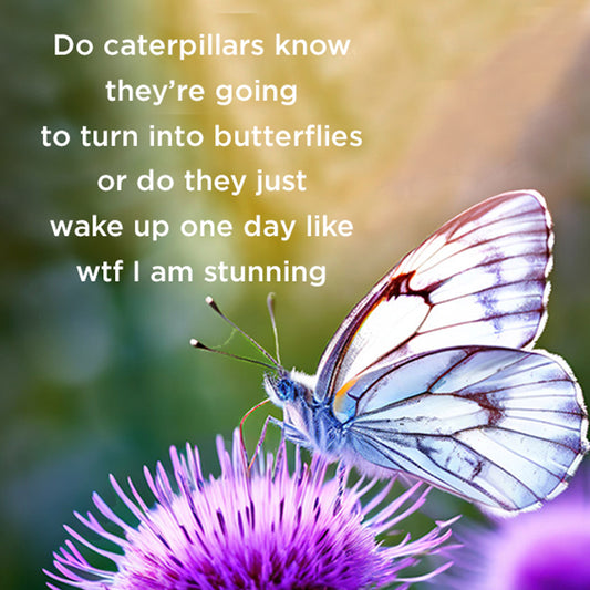 Do caterpillars know - digital download