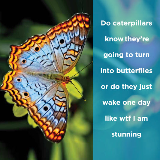 Do caterpillars know - digital download