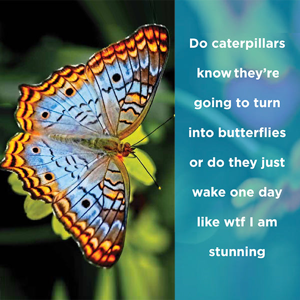 Do caterpillars know - digital download